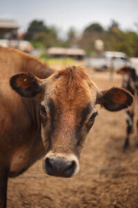 One of the dairy cows from the Co-op in which we helped fund.